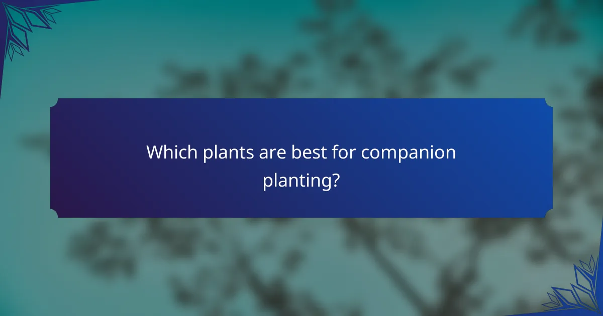 Which plants are best for companion planting?